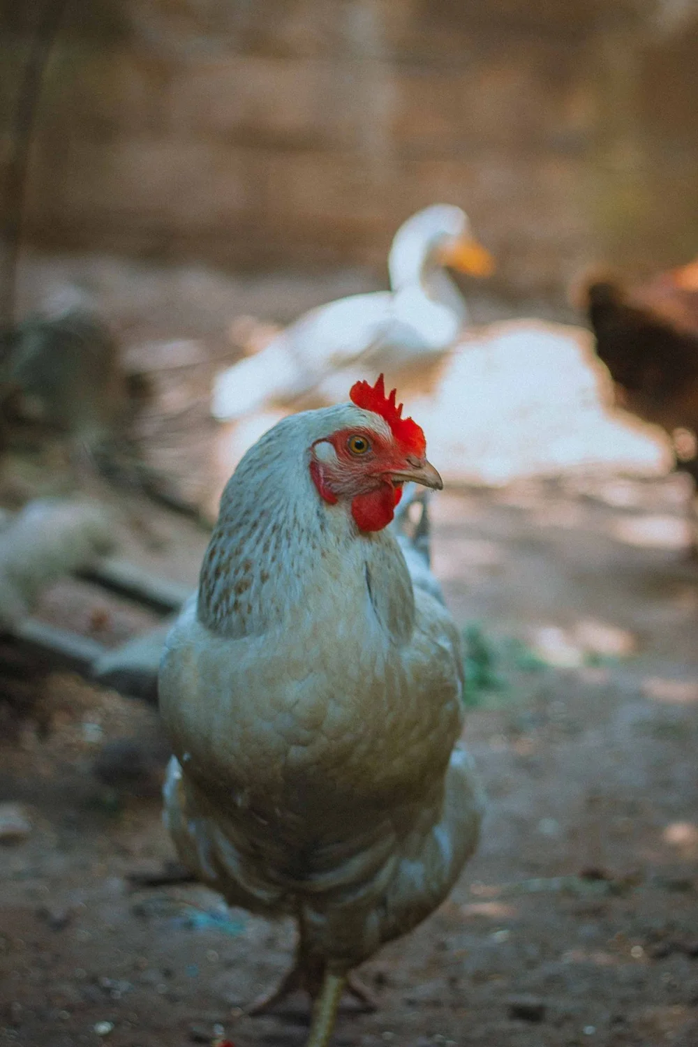 Real photograph of a live hen